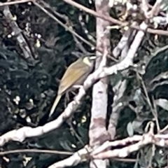 Meliphaga lewinii (Lewin's Honeyeater) at O'Reilly, QLD - 10 Jun 2024 by Hejor1