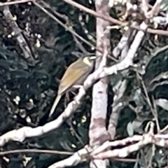 Meliphaga lewinii (Lewin's Honeyeater) at O'Reilly, QLD - 9 Jun 2024 by Hejor1