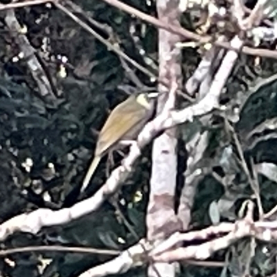 Meliphaga lewinii (Lewin's Honeyeater) at O'Reilly, QLD - 9 Jun 2024 by Hejor1