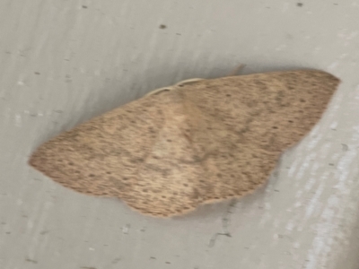 Cyclophora obstataria (A geometer moth) at O'Reilly, QLD - 9 Jun 2024 by Hejor1