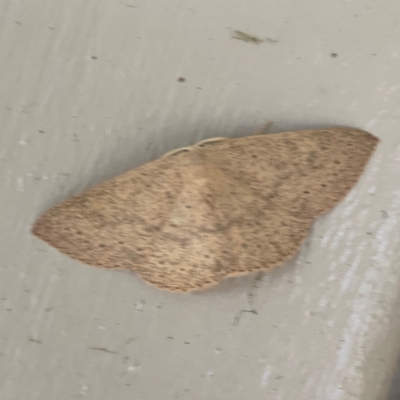 Cyclophora obstataria (A geometer moth) at O'Reilly, QLD - 9 Jun 2024 by Hejor1