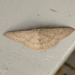 Cyclophora obstataria at O'Reilly, QLD - 10 Jun 2024 08:08 AM