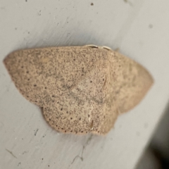 Cyclophora obstataria at O'Reilly, QLD - 10 Jun 2024