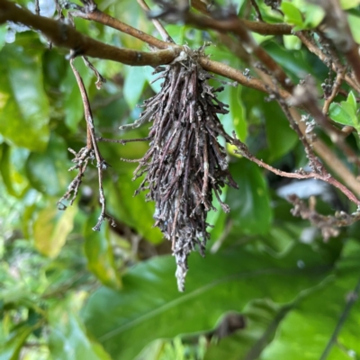 Hyalarcta huebneri (Leafy Case Moth) at O'Reilly, QLD - 9 Jun 2024 by Hejor1