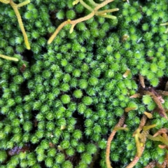 Bryaceae (family) at O'Reilly, QLD - 10 Jun 2024 by Hejor1