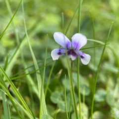 Viola hederacea (Ivy-leaved Violet) at O'Reilly, QLD - 9 Jun 2024 by Hejor1