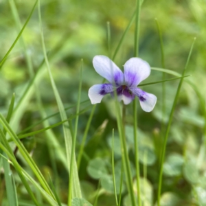 Viola hederacea at O'Reilly, QLD - 10 Jun 2024 07:39 AM