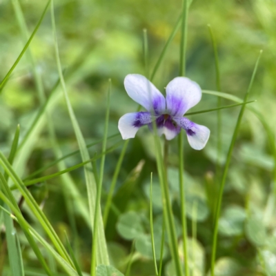 Viola hederacea (Ivy-leaved Violet) at O'Reilly, QLD - 9 Jun 2024 by Hejor1