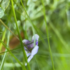 Viola hederacea at O'Reilly, QLD - 10 Jun 2024 07:39 AM