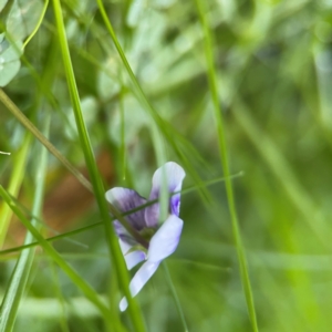 Viola hederacea at O'Reilly, QLD - 10 Jun 2024 07:39 AM