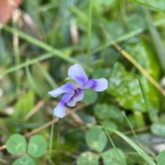 Viola hederacea at O'Reilly, QLD - 10 Jun 2024 07:39 AM