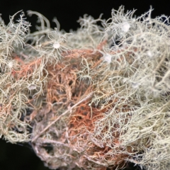 Usnea sp. (genus) at O'Reilly, QLD - 9 Jun 2024 by Hejor1