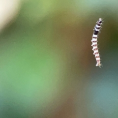 Lepidoptera unclassified IMMATURE (caterpillar or pupa or cocoon) at O'Reilly, QLD - 10 Jun 2024 by Hejor1