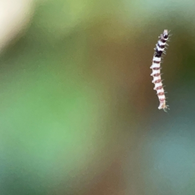 Lepidoptera unclassified IMMATURE moth at O'Reilly, QLD - 9 Jun 2024 by Hejor1