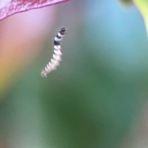 Lepidoptera unclassified IMMATURE at O'Reilly, QLD - 10 Jun 2024 07:28 AM