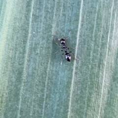 Unidentified Ant (Hymenoptera, Formicidae) at O'Reilly, QLD - 9 Jun 2024 by Hejor1