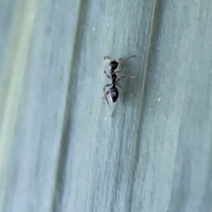 Formicidae (family) at O'Reilly, QLD - 10 Jun 2024 07:27 AM