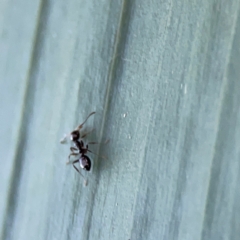 Formicidae (family) at O'Reilly, QLD - 10 Jun 2024 07:27 AM