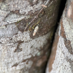 Psychidae (family) IMMATURE (Unidentified case moth or bagworm) at O'Reilly, QLD - 9 Jun 2024 by Hejor1