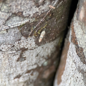 Psychidae (family) IMMATURE at O'Reilly, QLD - 10 Jun 2024 07:24 AM