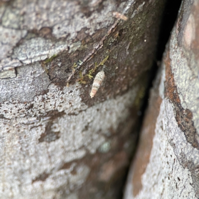 Psychidae (family) IMMATURE (Unidentified case moth or bagworm) at O'Reilly, QLD - 10 Jun 2024 by Hejor1