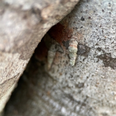 Psychidae (family) IMMATURE at O'Reilly, QLD - 10 Jun 2024