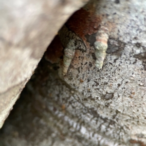 Psychidae (family) IMMATURE at O'Reilly, QLD - 10 Jun 2024 07:24 AM