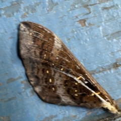Abantiades (genus) (A Swift or Ghost moth) at O'Reilly, QLD - 9 Jun 2024 by Hejor1