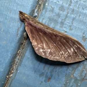 Abantiades (genus) at O'Reilly, QLD - 10 Jun 2024 07:16 AM