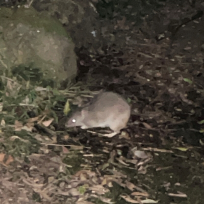 Isoodon macrourus (Northern Brown Bandicoot) at O'Reilly, QLD - 9 Jun 2024 by Hejor1