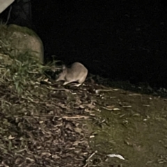 Isoodon macrourus at O'Reilly, QLD - 9 Jun 2024