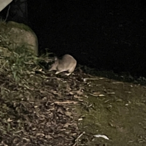 Isoodon macrourus at O'Reilly, QLD - 9 Jun 2024 06:18 PM