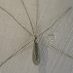 Limoniidae (family) (Unknown Limoniid Crane Fly) at O'Reilly, QLD - 10 Jun 2024 by Hejor1