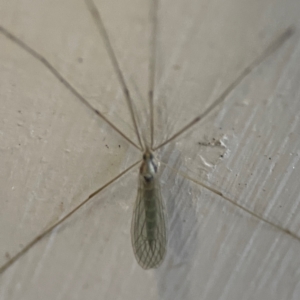 Limoniidae (family) at O'Reilly, QLD - 10 Jun 2024 07:15 AM