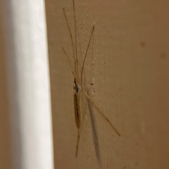 Limoniidae (family) at O'Reilly, QLD - 10 Jun 2024 07:15 AM