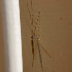 Limoniidae (family) at O'Reilly, QLD - 10 Jun 2024 07:15 AM