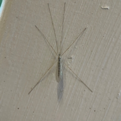 Limoniidae (family) at O'Reilly, QLD - 10 Jun 2024