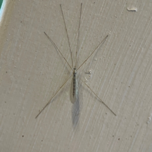 Limoniidae (family) at O'Reilly, QLD - 10 Jun 2024 07:15 AM