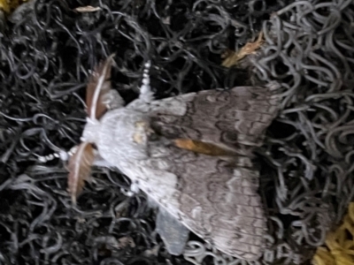 Calliteara pura (Perfect Tussock Moth) at O'Reilly, QLD - 9 Jun 2024 by Hejor1