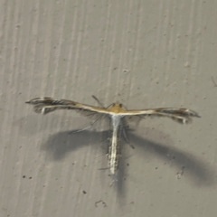 Stangeia xerodes (A plume moth) at O'Reilly, QLD - 10 Jun 2024 by Hejor1