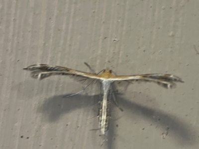 Stangeia xerodes (A plume moth) at O'Reilly, QLD - 9 Jun 2024 by Hejor1