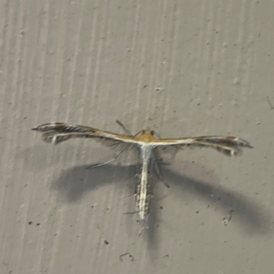 Stangeia xerodes (A plume moth) at O'Reilly, QLD - 9 Jun 2024 by Hejor1