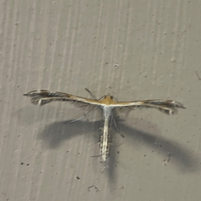 Stangeia xerodes (A plume moth) at O'Reilly, QLD - 10 Jun 2024 by Hejor1
