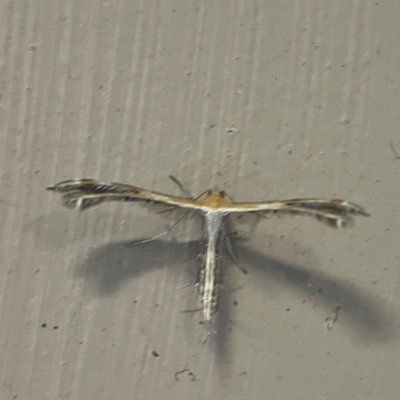 Stangeia xerodes (A plume moth) at O'Reilly, QLD - 10 Jun 2024 by Hejor1