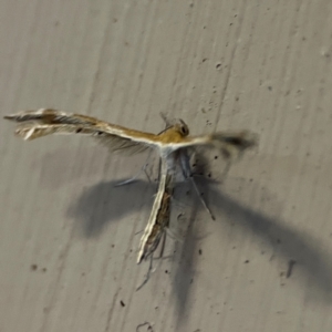 Stangeia xerodes at O'Reilly, QLD - 10 Jun 2024 07:15 AM