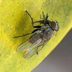 Notiphila (Notiphila) fuscimana at Elanora, QLD - 9 Jun 2024 by Hejor1