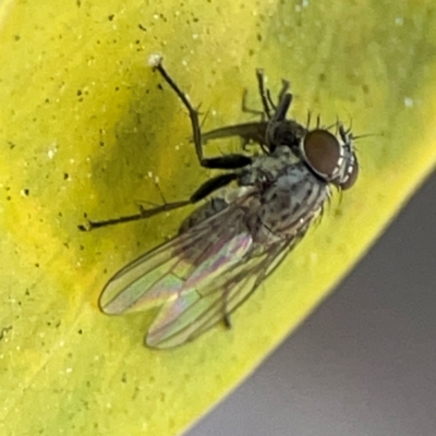 Unidentified Other true fly at Elanora, QLD - 9 Jun 2024 by Hejor1