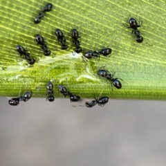 Formicidae (family) at Elanora, QLD - 9 Jun 2024 by Hejor1