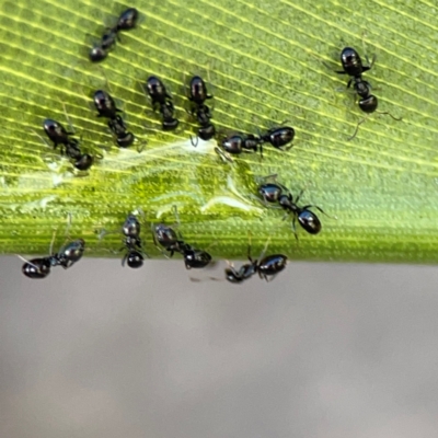 Formicidae (family) (Unidentified ant) at Elanora, QLD - 9 Jun 2024 by Hejor1
