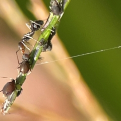Unidentified Ant (Hymenoptera, Formicidae) at Elanora, QLD - 9 Jun 2024 by Hejor1